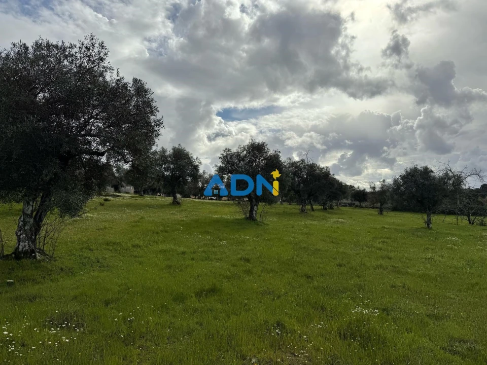 Terreno para Venda em Castelo Branco Foto 11