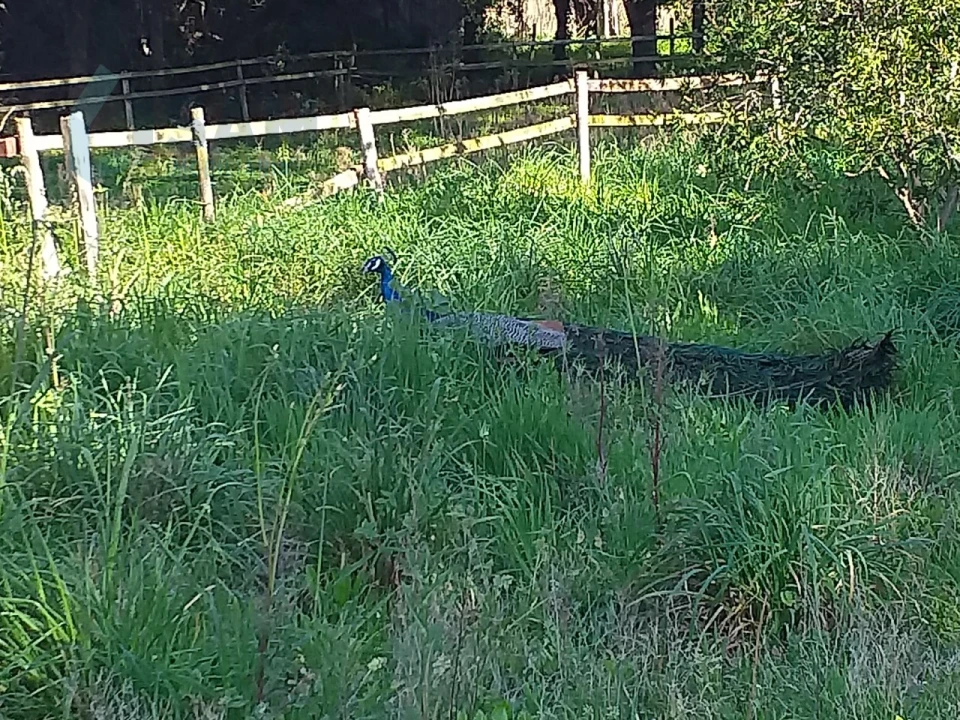 Moradia T6 para Venda em Santa Maria, São Pedro e Sobral da Lagoa Foto 58