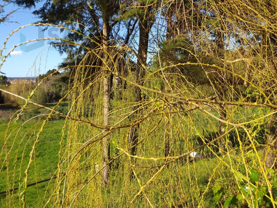 Moradia T6 para Venda em Santa Maria, São Pedro e Sobral da Lagoa Foto 67