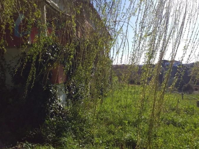 Moradia T6 para Venda em Santa Maria, São Pedro e Sobral da Lagoa Foto 48