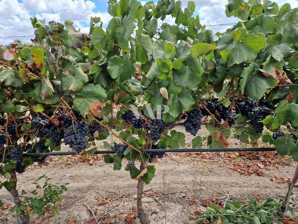 Terreno para Venda em Vendas Novas Foto 9