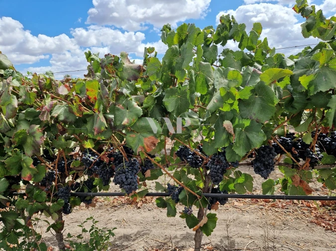 Terreno para Venda em Vendas Novas Foto 4