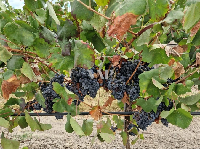 Terreno para Venda em Vendas Novas Foto 2