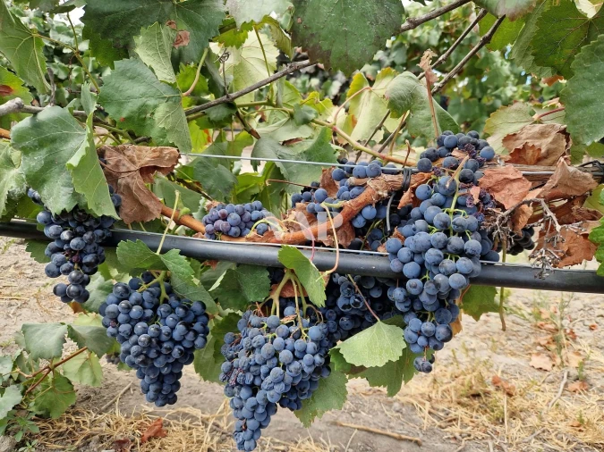 Terreno para Venda em Vendas Novas Foto 8