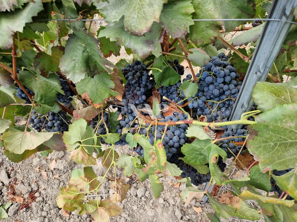 Terreno para Venda em Vendas Novas Foto 6