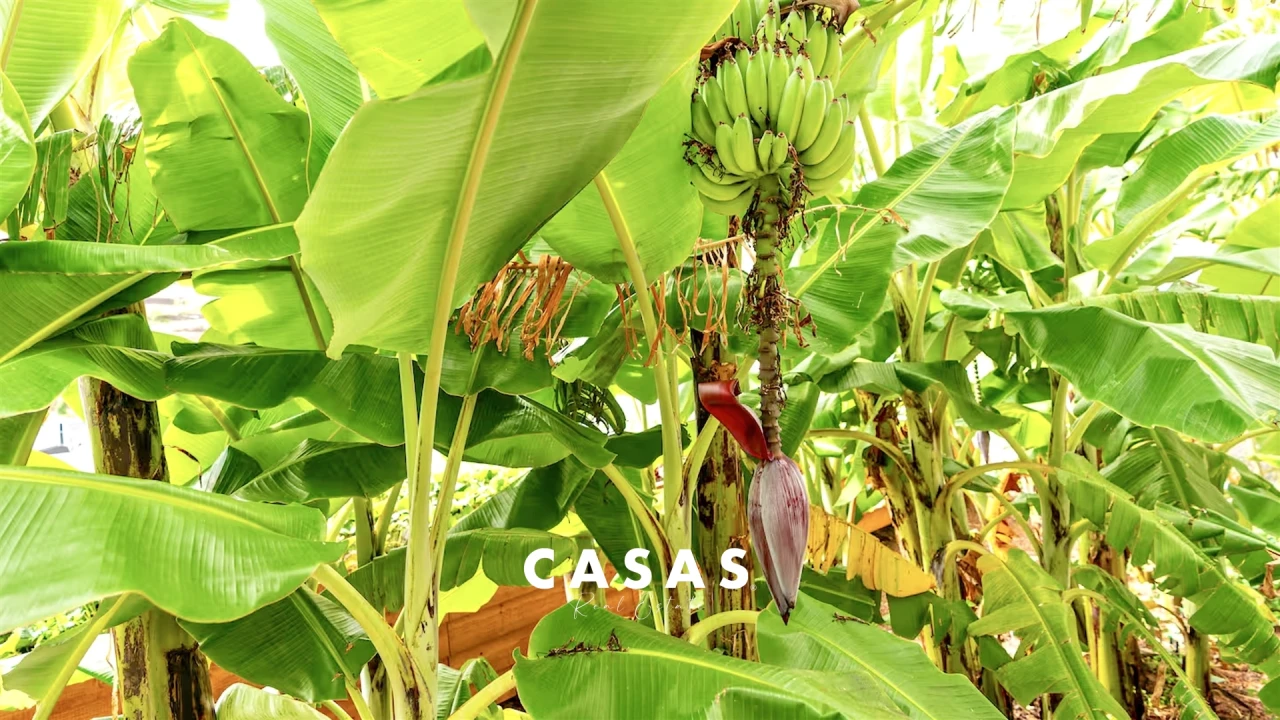 Moradia T3 para Venda em Quinta Grande Foto 51