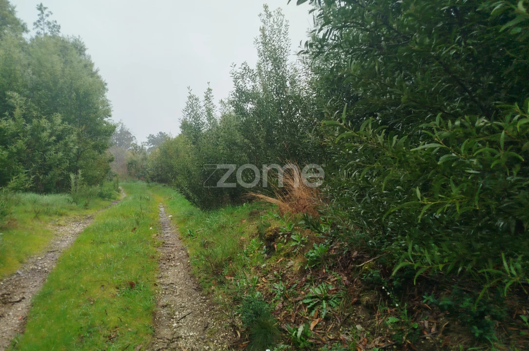Terreno para Venda em Cunha Baixa Foto 21