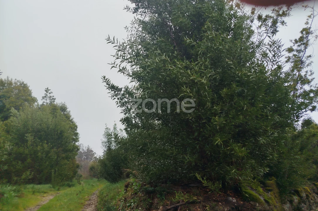 Terreno para Venda em Cunha Baixa Foto 22
