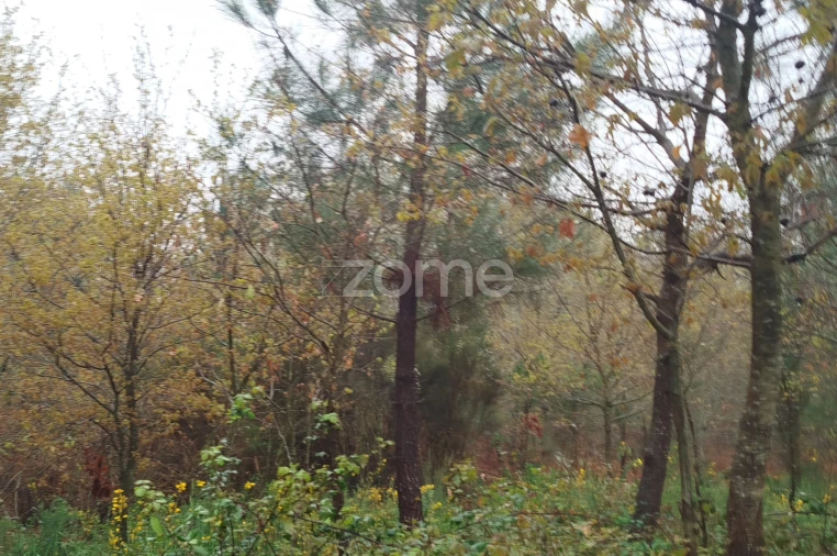 Terreno para Venda em Cunha Baixa Foto 4