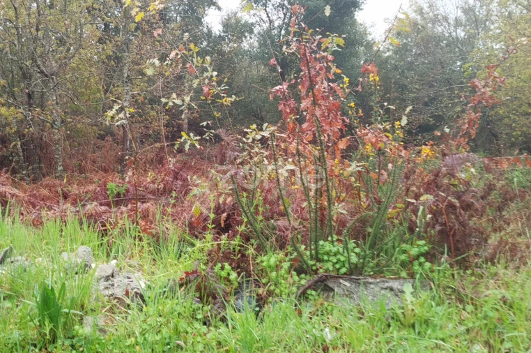 Terreno para Venda em Cunha Baixa Foto 3