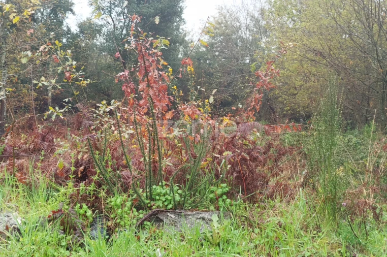 Terreno para Venda em Cunha Baixa Foto 5