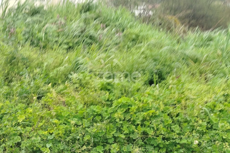 Terreno para Venda em Cunha Baixa Foto 28
