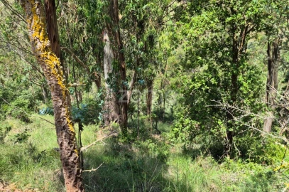 Terreno para Venda em Meca