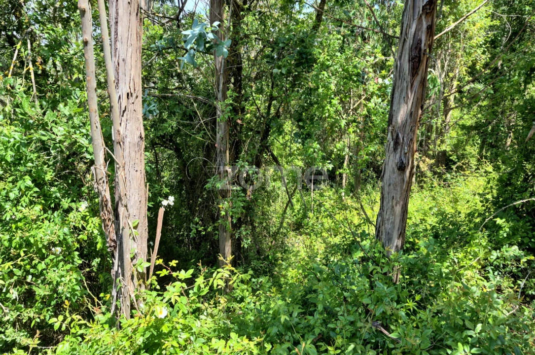 Terreno para Venda em Meca Foto 11