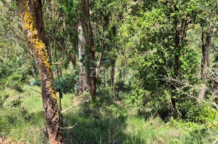 Terreno para Venda em Meca Foto 8