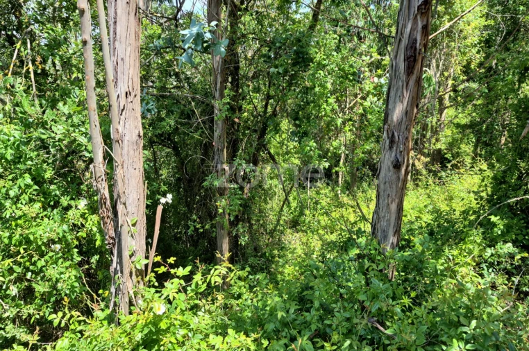 Terreno para Venda em Meca Foto 11