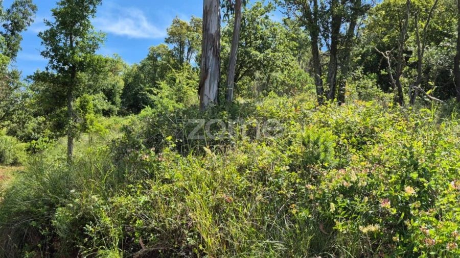 Terreno para Venda em Meca