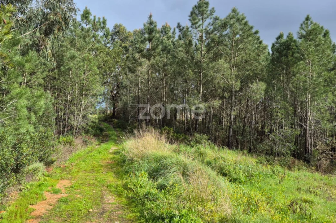 Terreno para Venda em Abrigada e Cabanas de Torres Foto 11