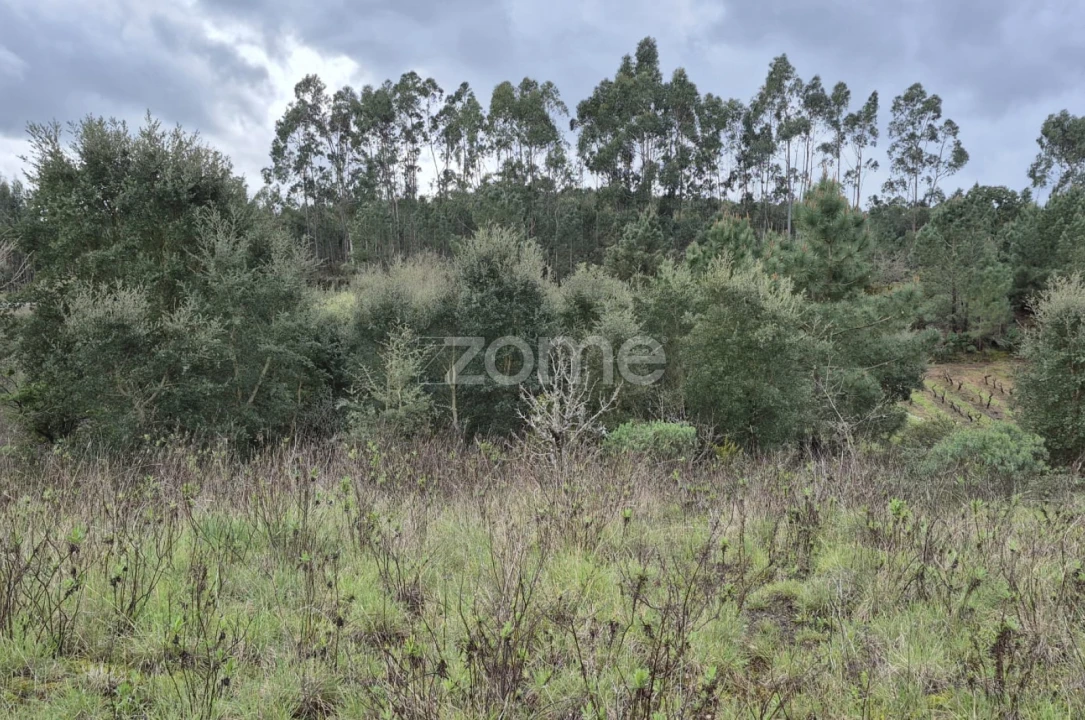 Terreno para Venda em Abrigada e Cabanas de Torres Foto 17
