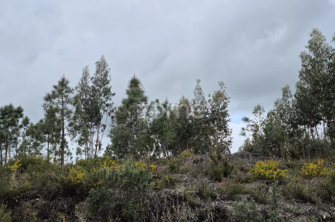 Terreno para Venda em Abrigada e Cabanas de Torres Foto 24