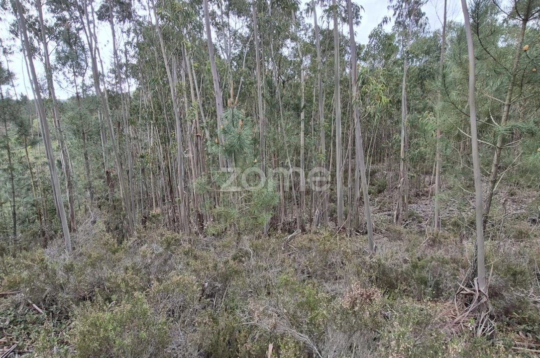 Terreno para Venda em Abrigada e Cabanas de Torres Foto 55