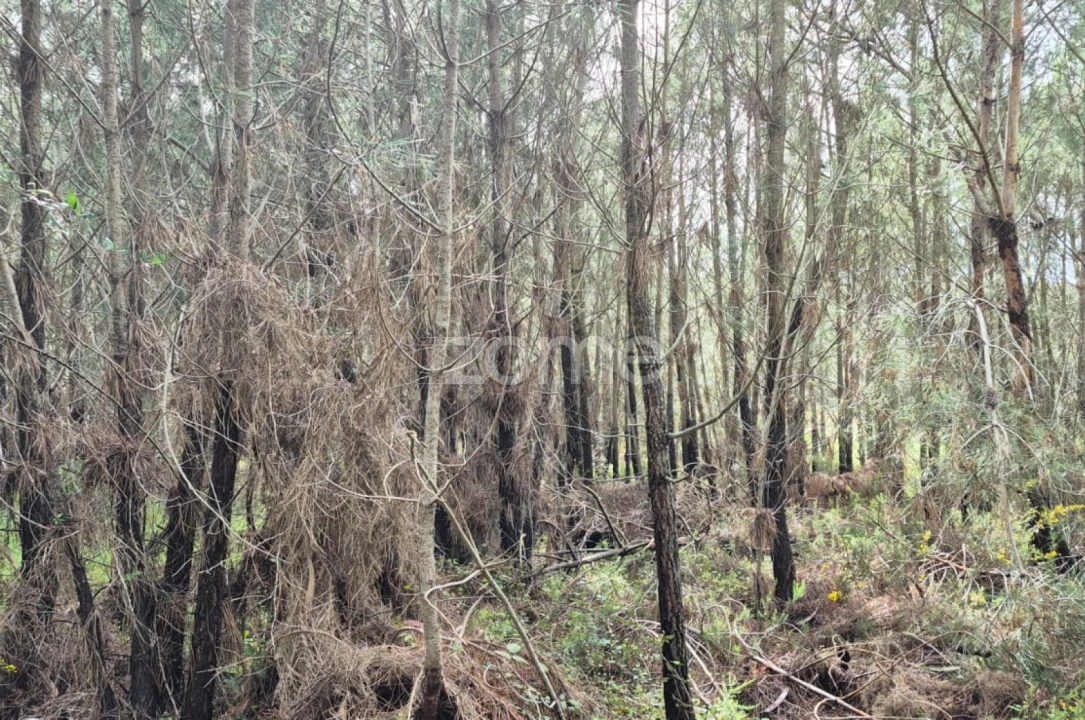 Terreno para Venda em Abrigada e Cabanas de Torres Foto 7