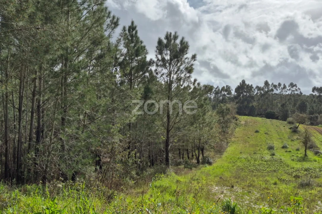 Terreno para Venda em Abrigada e Cabanas de Torres Foto 9