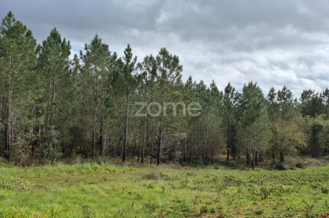 Terreno para Venda em Abrigada e Cabanas de Torres Foto 13