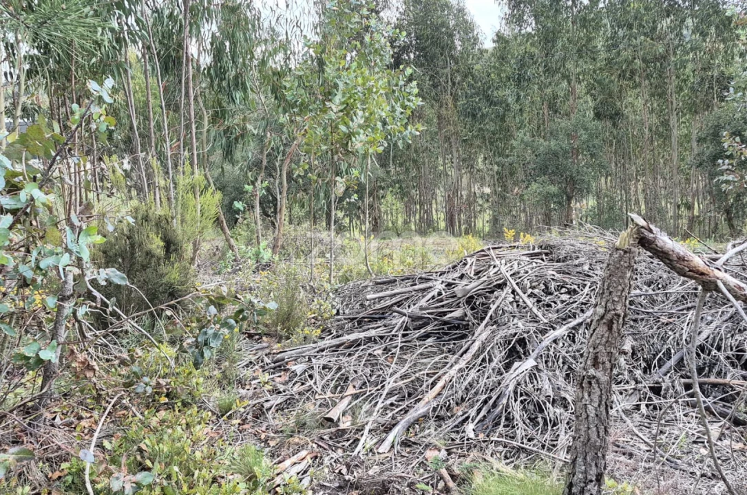 Terreno para Venda em Abrigada e Cabanas de Torres Foto 23