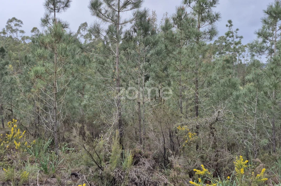 Terreno para Venda em Abrigada e Cabanas de Torres Foto 37