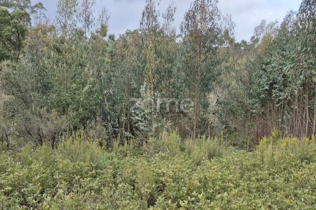 Terreno para Venda em Abrigada e Cabanas de Torres Foto 41
