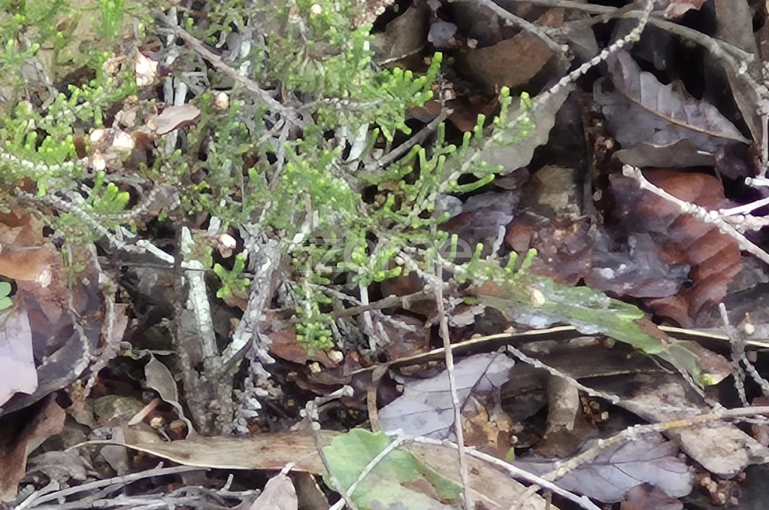 Terreno para Venda em Abrigada e Cabanas de Torres Foto 49