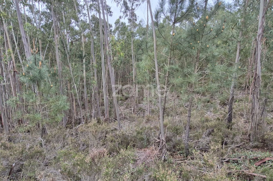 Terreno para Venda em Abrigada e Cabanas de Torres Foto 54