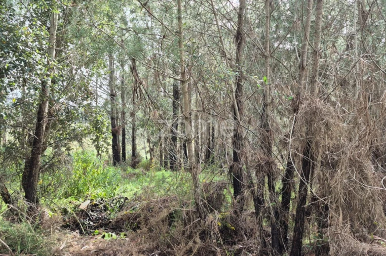 Terreno para Venda em Abrigada e Cabanas de Torres Foto 5