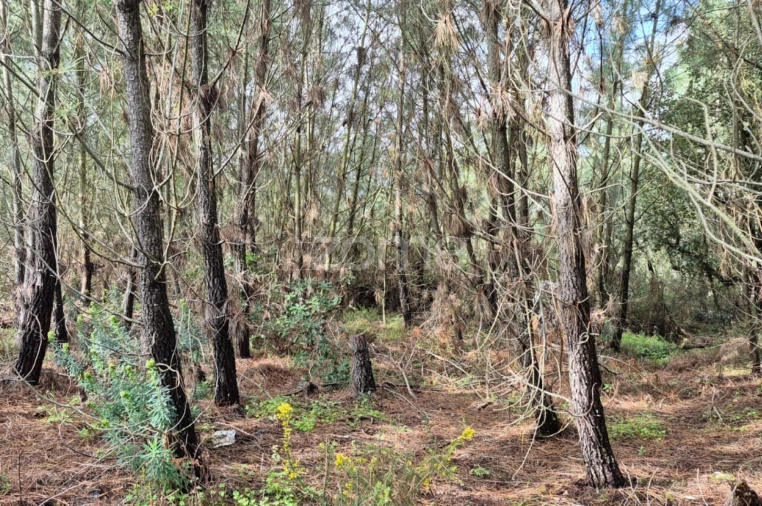 Terreno para Venda em Abrigada e Cabanas de Torres Foto 8