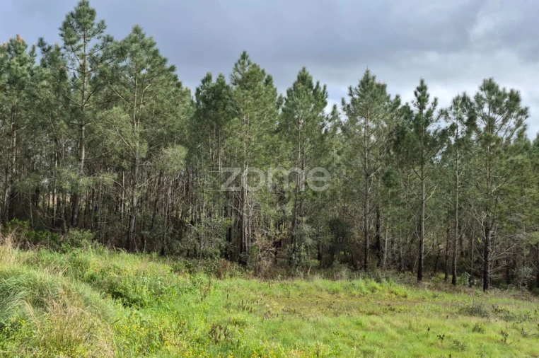 Terreno para Venda em Abrigada e Cabanas de Torres Foto 14