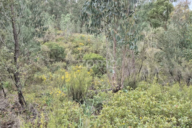 Terreno para Venda em Abrigada e Cabanas de Torres Foto 44