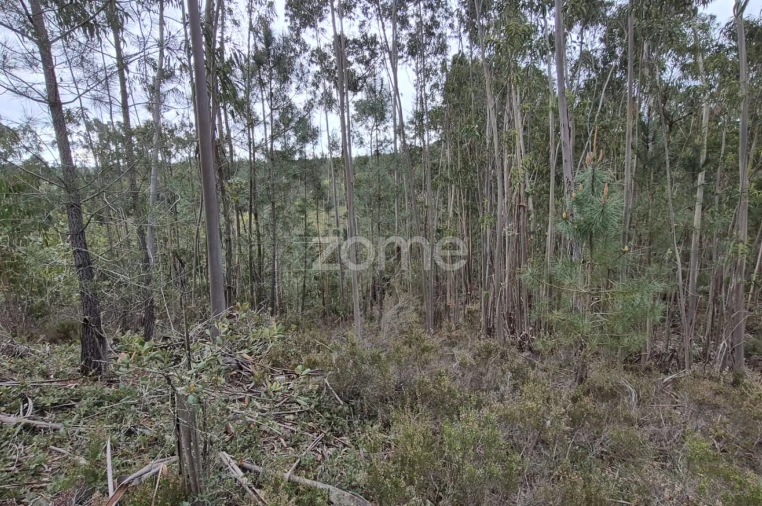 Terreno para Venda em Abrigada e Cabanas de Torres Foto 52