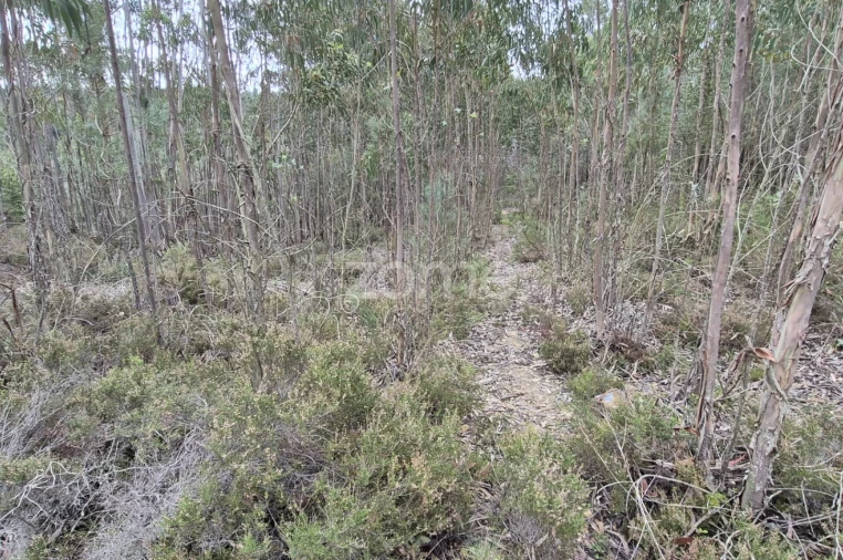 Terreno para Venda em Abrigada e Cabanas de Torres Foto 53