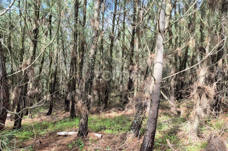 Terreno para Venda em Abrigada e Cabanas de Torres Foto 6