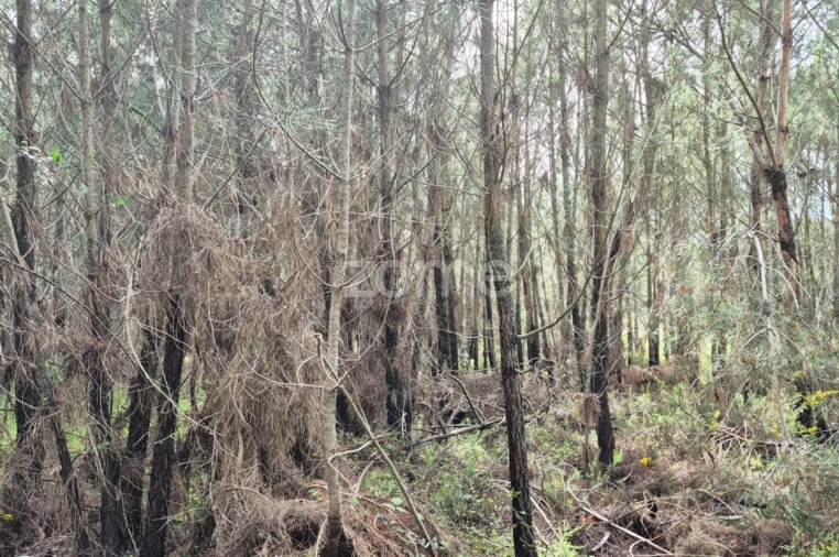 Terreno para Venda em Abrigada e Cabanas de Torres Foto 7
