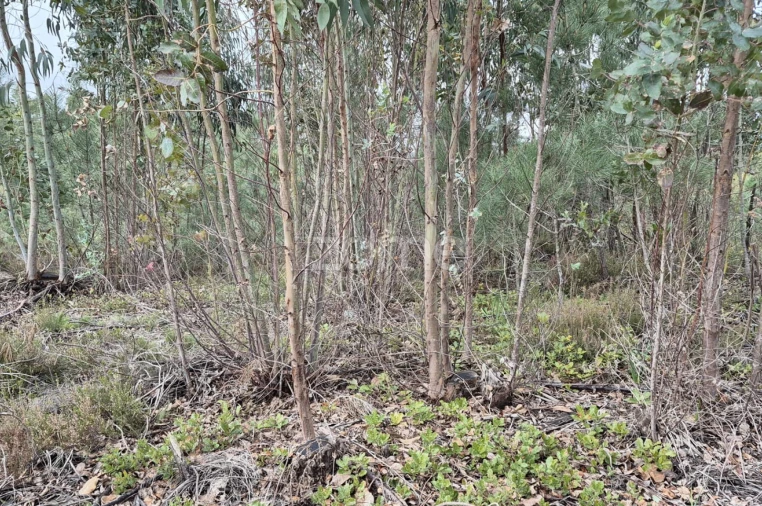 Terreno para Venda em Abrigada e Cabanas de Torres Foto 29