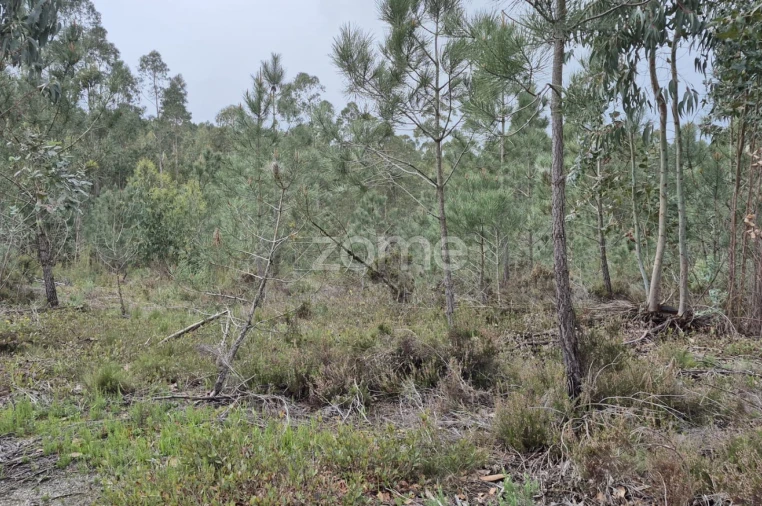 Terreno para Venda em Abrigada e Cabanas de Torres Foto 34