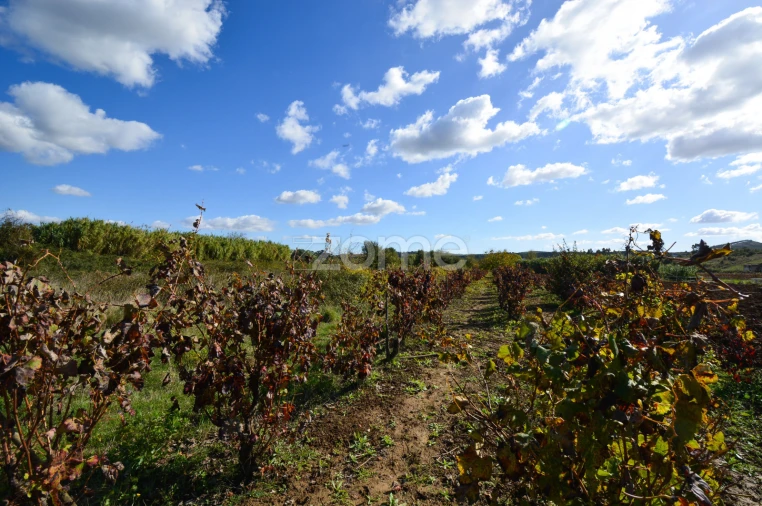 Terreno para Venda em Abrigada e Cabanas de Torres Foto 10