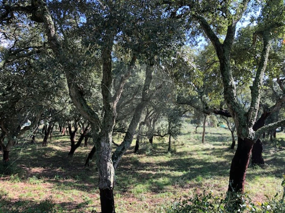 Terreno para Venda em Alcoentre Foto 3