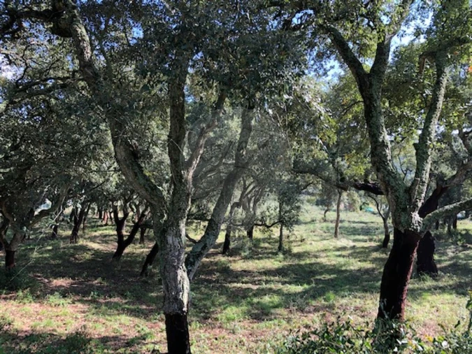 Terreno para Venda em Alcoentre Foto 3