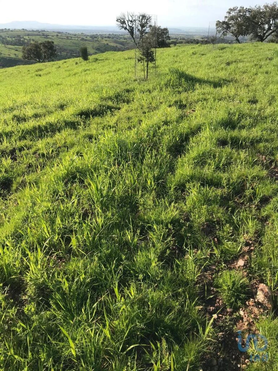 Terreno para Venda em Santo Agostinho e São João Baptista e Santo Amador Foto 4