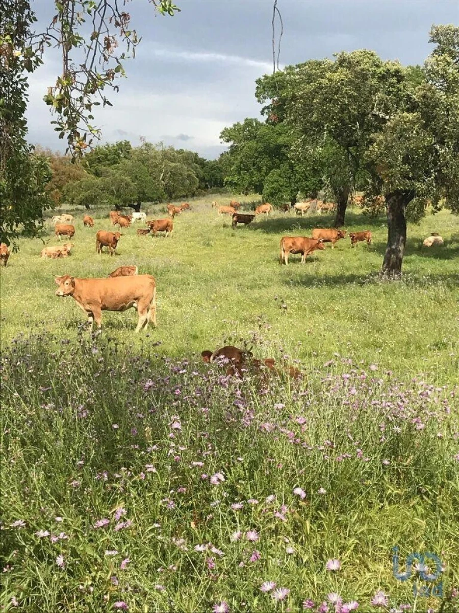 Terreno para Venda em Santo Agostinho e São João Baptista e Santo Amador Foto 3