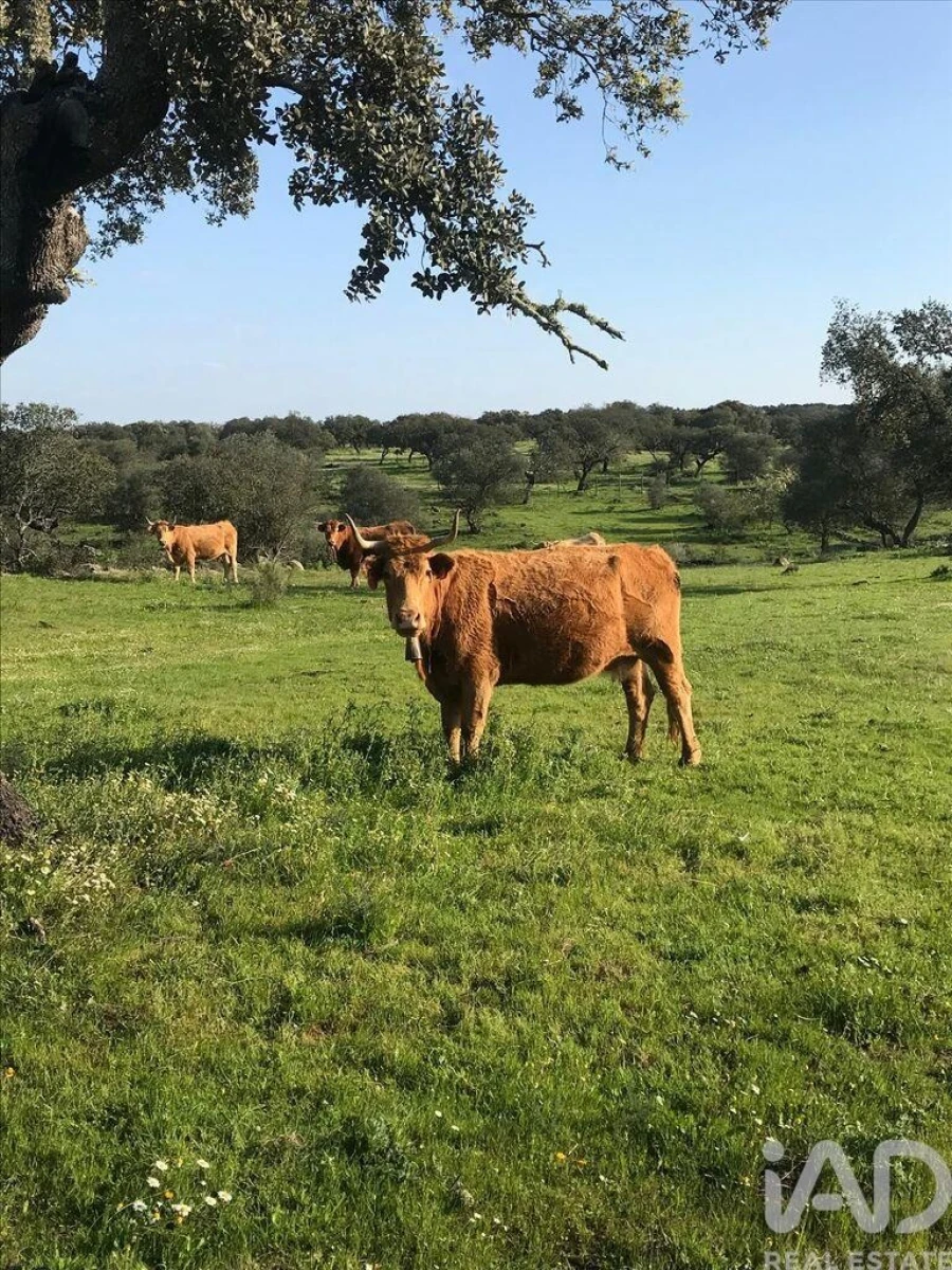 Terreno para Venda em Santo Agostinho e São João Baptista e Santo Amador Foto 16