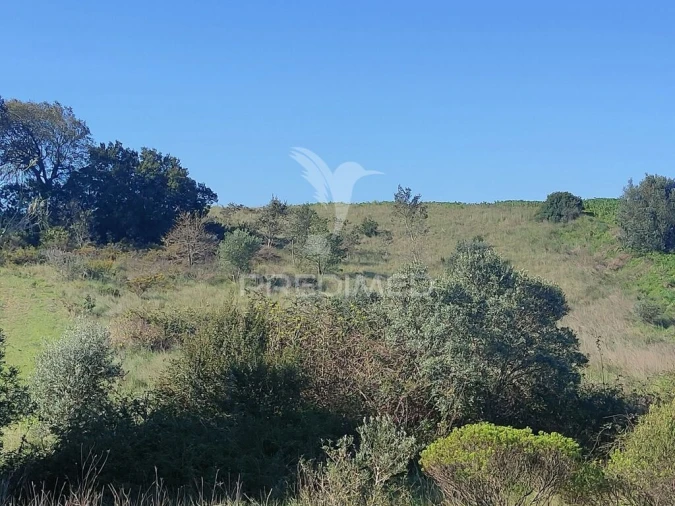 Terreno para Venda em Monsanto Foto 7
